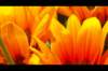 pict0271_small.jpg