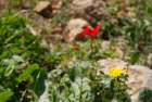dsc04311_small.jpg