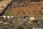 dsc04331_small.jpg
