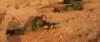 dsc01799_small.jpg